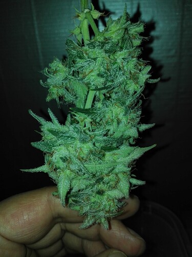Growreport Bild 4