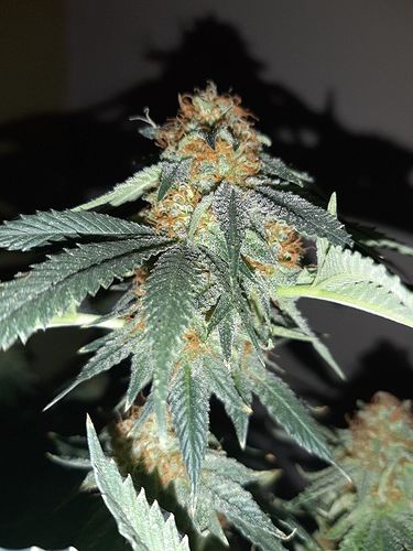 Growreport Bild 3