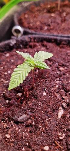 Growreport Bild 16