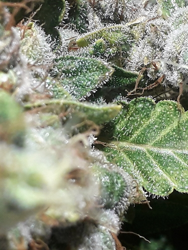 Growreport Bild 2