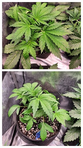 Growreport Bild 9