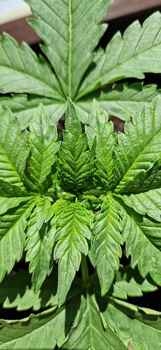 Growreport Bild 1