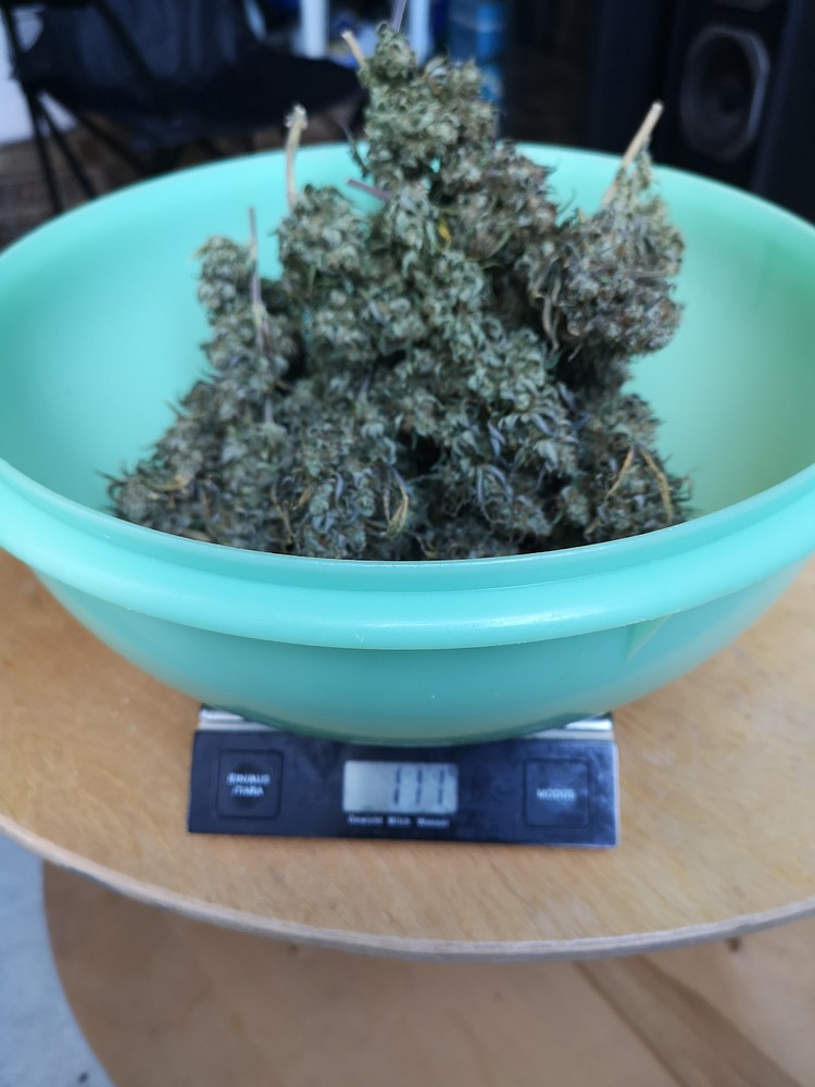 Es geht highter wighter! [1x Fruit Spirit, 1x Cayenetta F1]