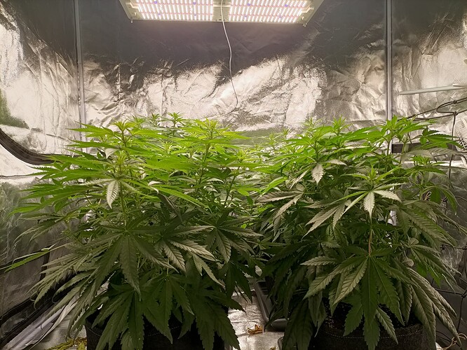 Growreport Bild 6