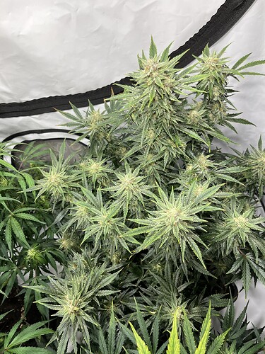 Growreport Bild 3