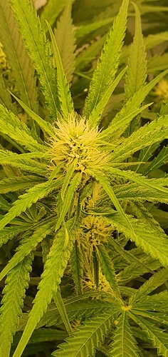 Growreport Bild 13