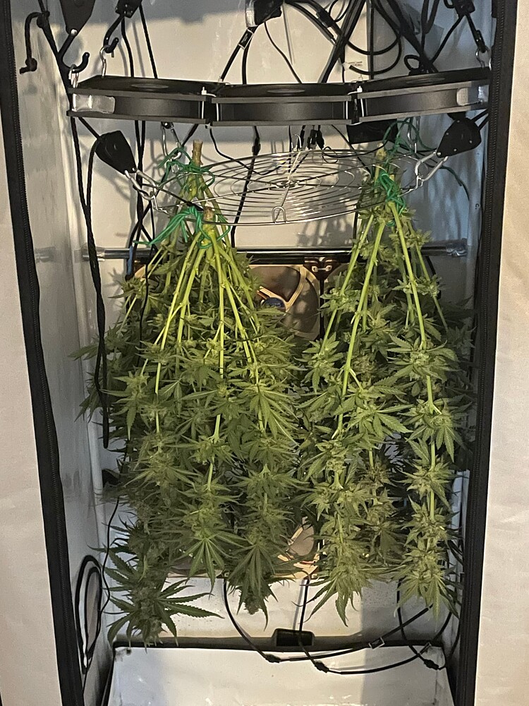 Erster Grow / Hindu Kush / Biologisch / 60x60 / LED 100 Watt