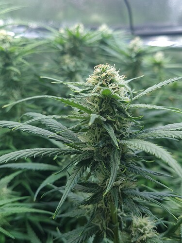 Growreport Bild 5