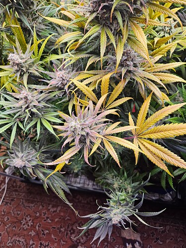 Growreport Bild 11