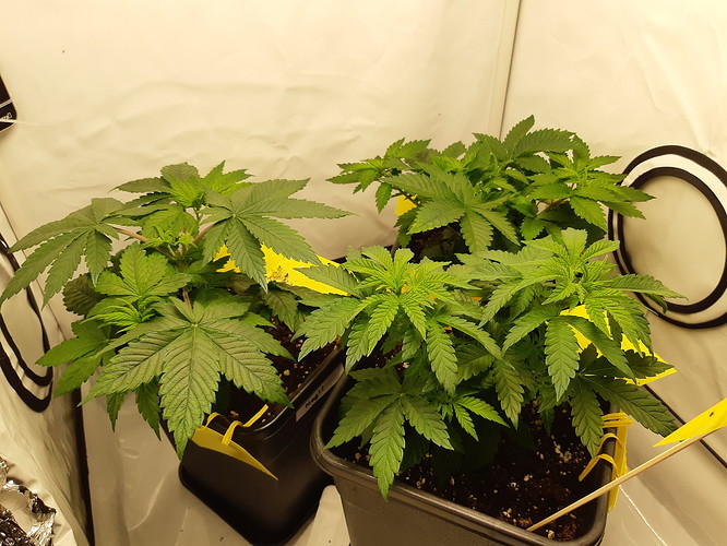 Growreport Bild 8