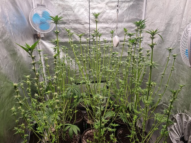 Growreport Bild 15