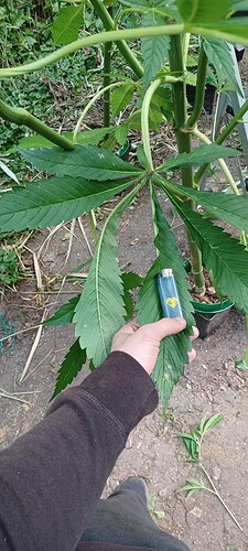 Growreport Bild 2