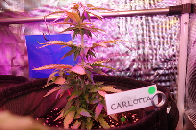 Growreport Bild 8