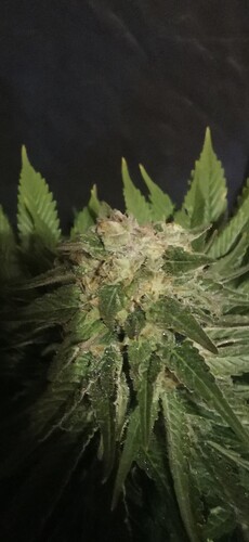 Growreport Bild 49