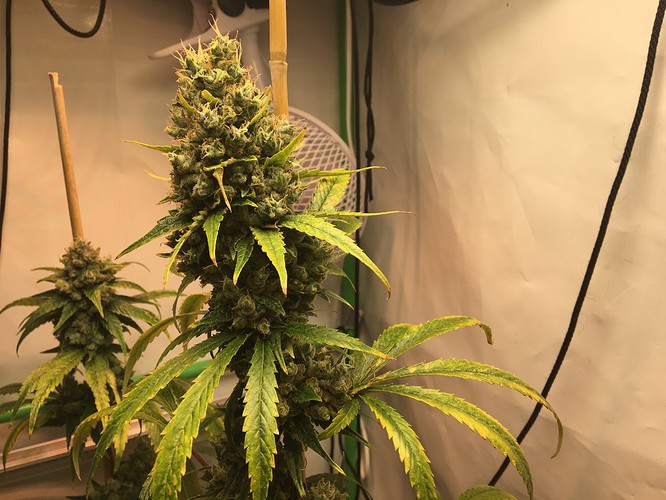 Growreport Bild 5