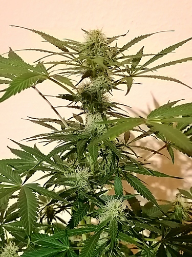 Growreport Bild 3