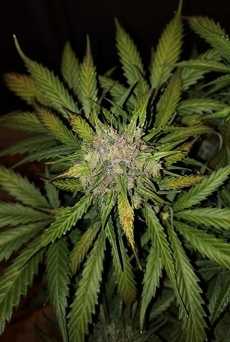 Growreport Bild 16