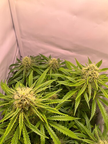 Growreport Bild 34