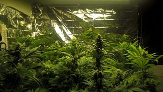 Growreport Bild 6