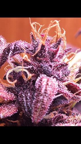 Growreport Bild 12