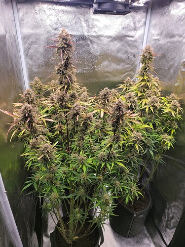 Growreport Bild 3