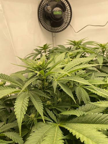 Growreport Bild 7