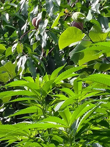 Growreport Bild 1