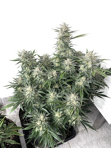 Growreport Bild 3