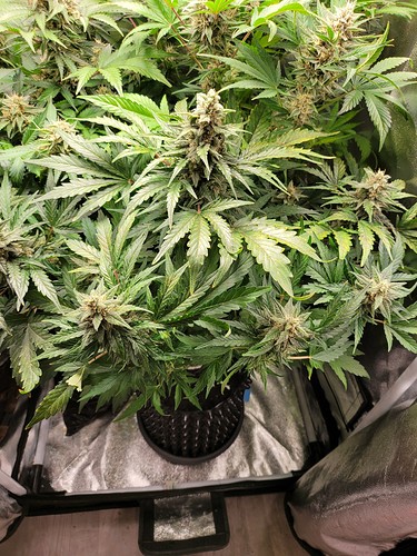 Growreport Bild 7