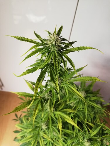 Growreport Bild 13