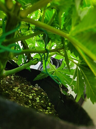 Growreport Bild 5