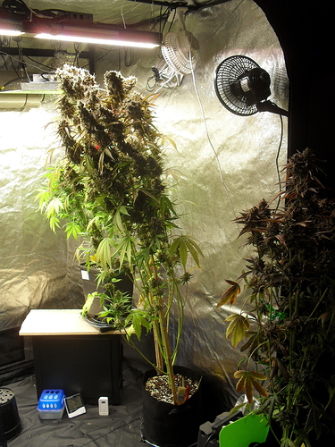 Growreport Bild 5