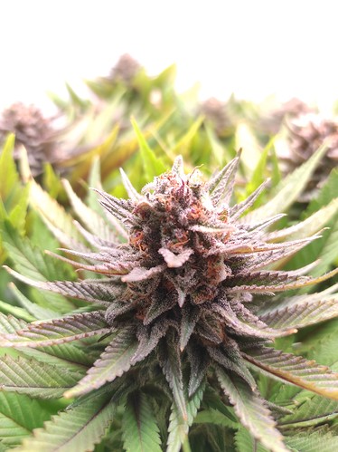 Growreport Bild 21