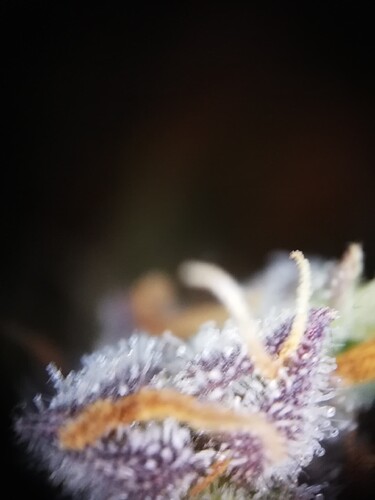 GG#3_240108-3
