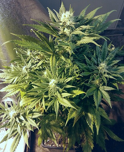 Growreport Bild 8