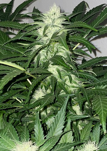 Growreport Bild 41
