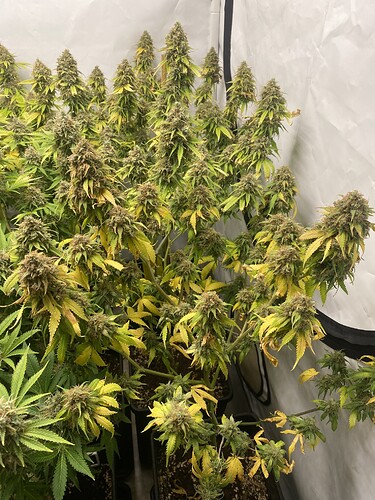 Growreport Bild 3