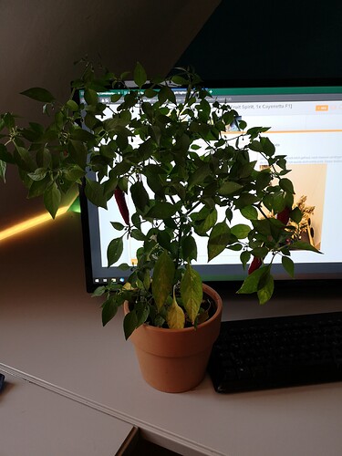 Growreport Bild 4