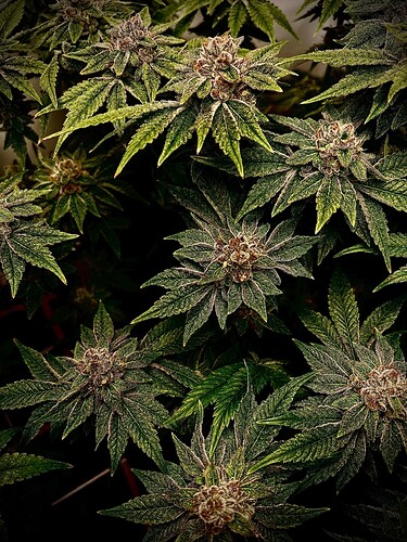Growreport Bild 15