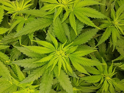 Growreport Bild 8