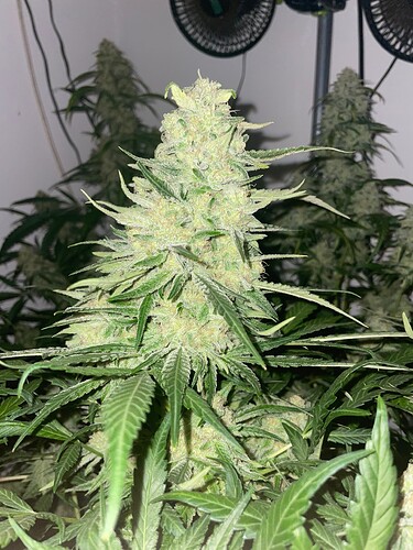 Growreport Bild 12