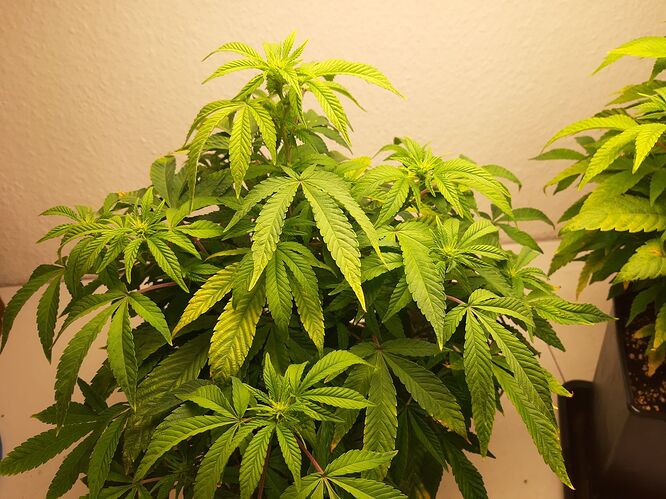 Growreport Bild 3