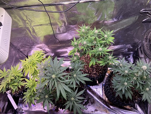 Growreport Bild 23