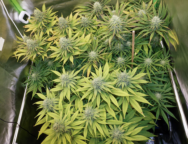 Growreport Bild 4