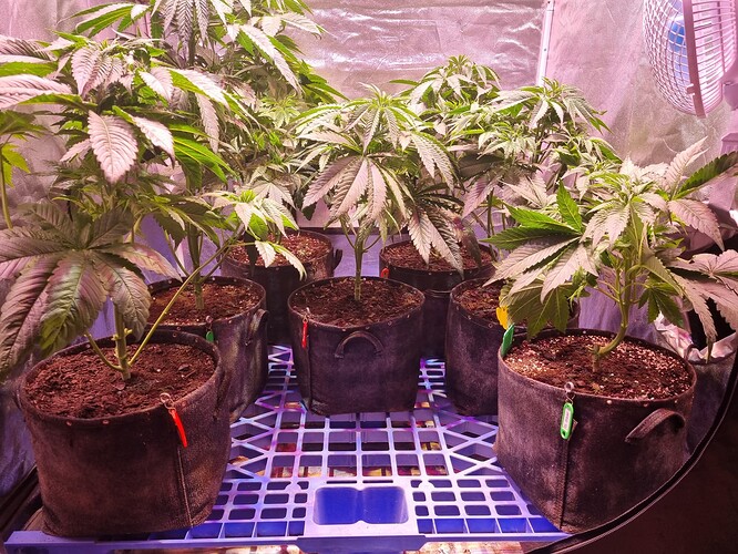 Growreport Bild 3