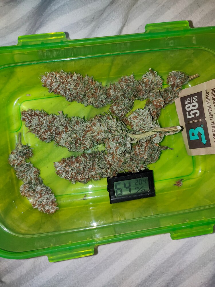 2. Grow - Erst draußen, dann drinnen - 1x Zamnesia Wedding Cake auf 60x60