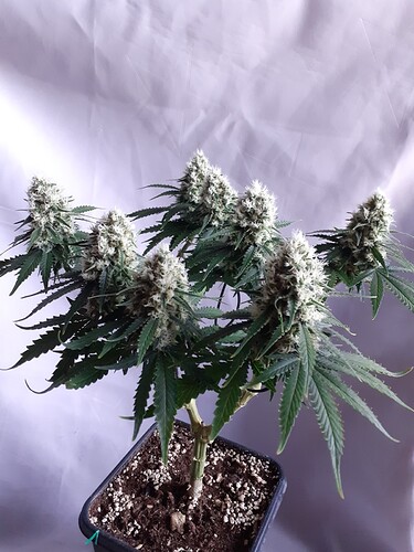 Growreport Bild 170