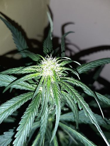 Growreport Bild 3