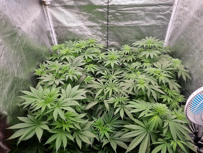 Growreport Bild 17