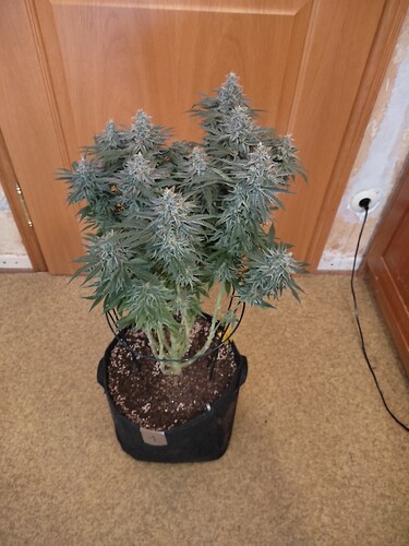 Growreport Bild 14